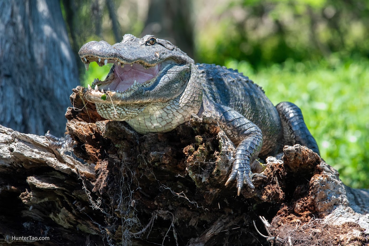 Wildlife of Lake Martin, Louisiana – May 2026 – Alligators, Great Blue Herons, Osprey, Bald Eagles